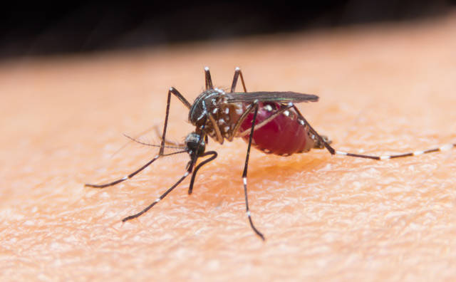 Co odstrasza komary w domu