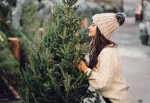 Trwała choinka świąteczna – jak wybrać? Pachnący świerk pospolity jako choinka