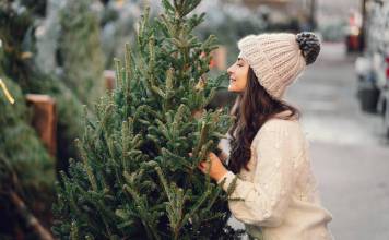 Trwała choinka świąteczna – jak wybrać? Pachnący świerk pospolity jako choinka