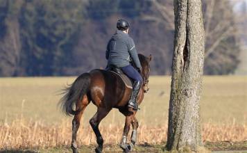 Jaki kask do jazdy konnej? Podpowiadamy, na co warto zwrócić uwagę! Jaki kask do jazdy konnej? Podpowiadamy, na co warto zwrócić uwagę!